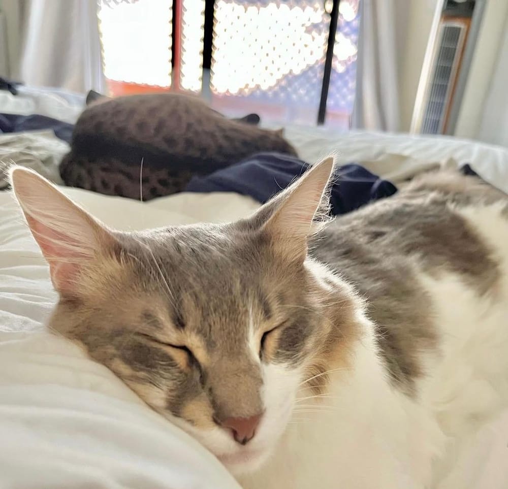 Bima at home with the Alissa Lance-Byrne family