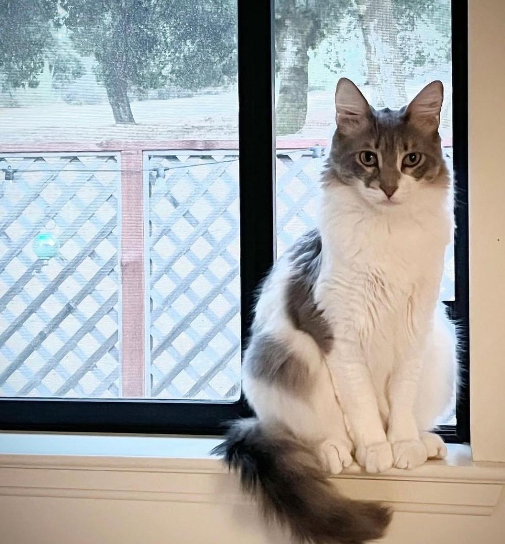 Bima at home with the Alissa Lance-Byrne family