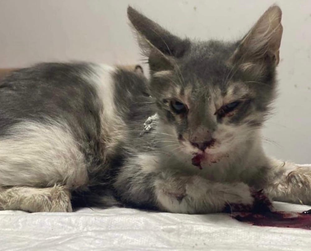 Bima on the day of rescue