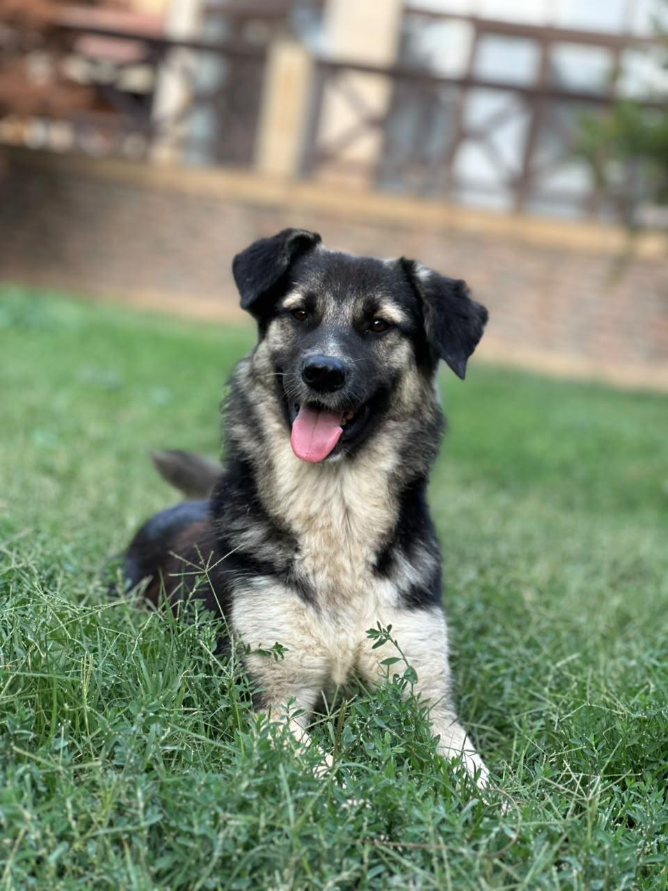 Ari – Canaan Dog & Labrador Retriever Mix, available for adoption through GWARP