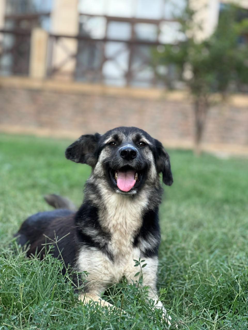 Ari – Canaan Dog & Labrador Retriever Mix, available for adoption through GWARP