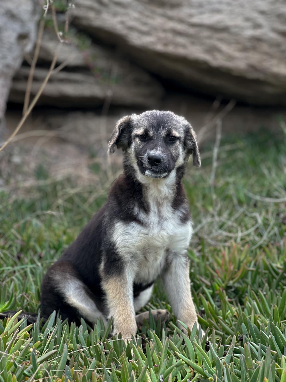 Ari – Canaan Dog & Labrador Retriever Mix, available for adoption through GWARP