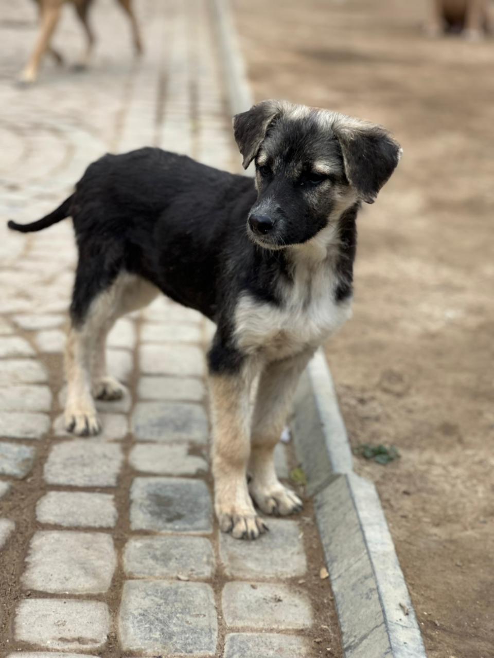 Ari – Canaan Dog & Labrador Retriever Mix, available for adoption through GWARP