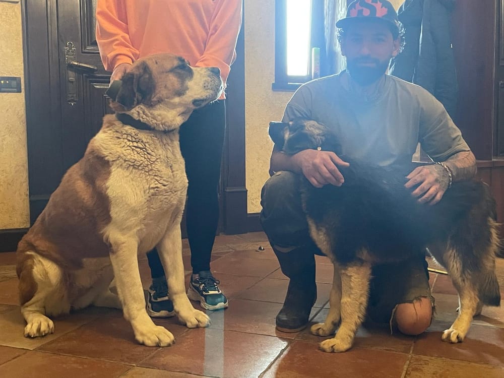 Ari – Canaan Dog & Labrador Retriever Mix, available for adoption through GWARP