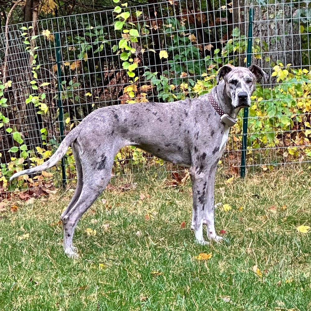 Ash – Great Dane, available for adoption through GWARP