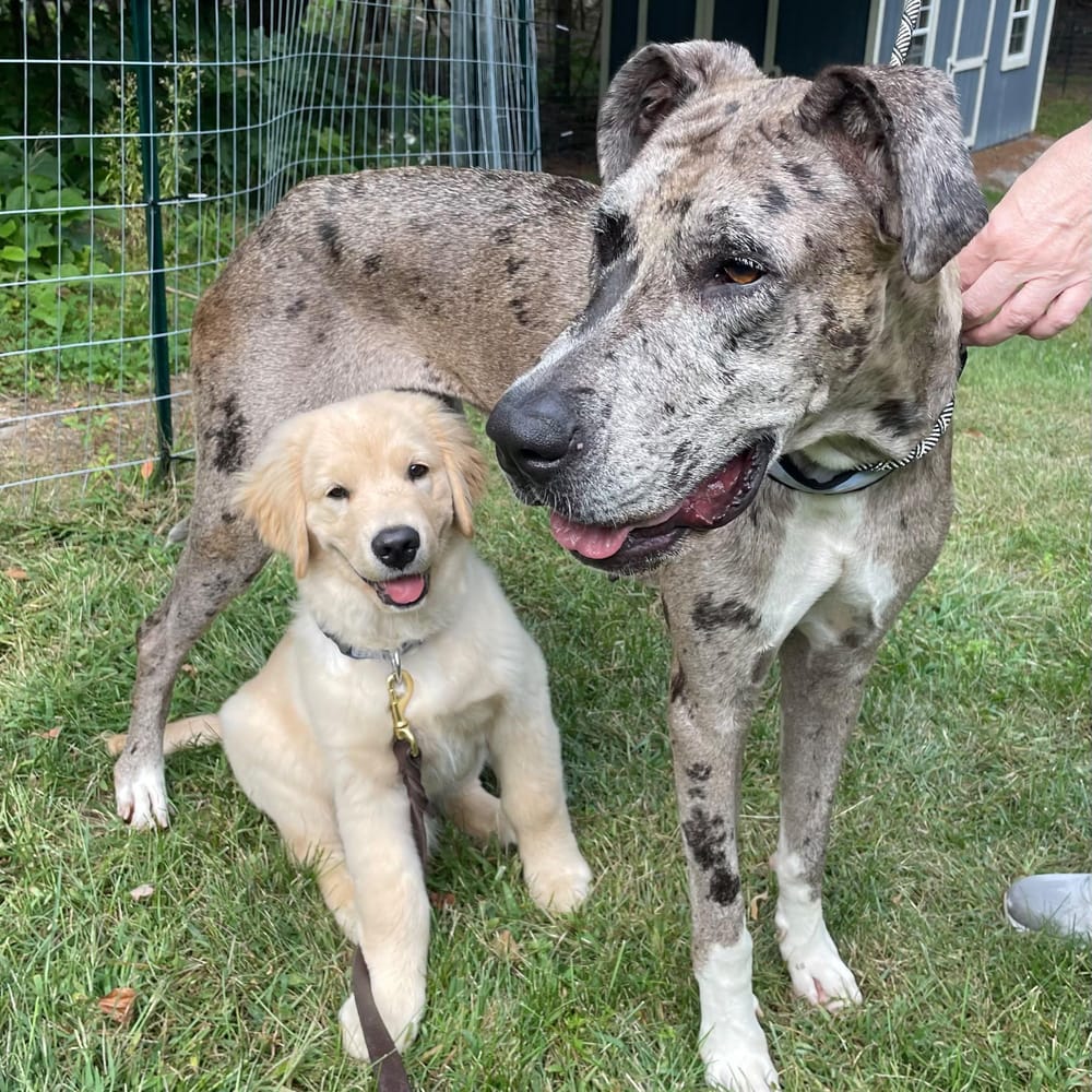 Ash – Great Dane, available for adoption through GWARP
