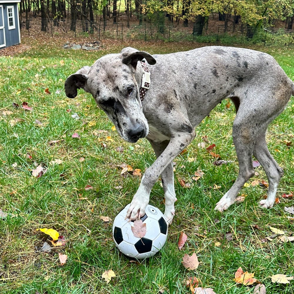 Ash – Great Dane, available for adoption through GWARP
