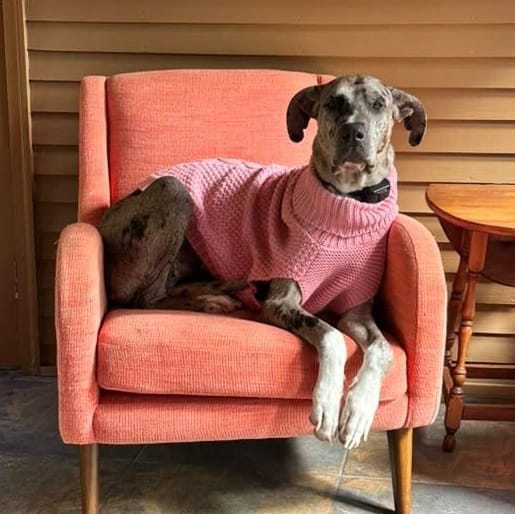 Ash – Great Dane, available for adoption through GWARP