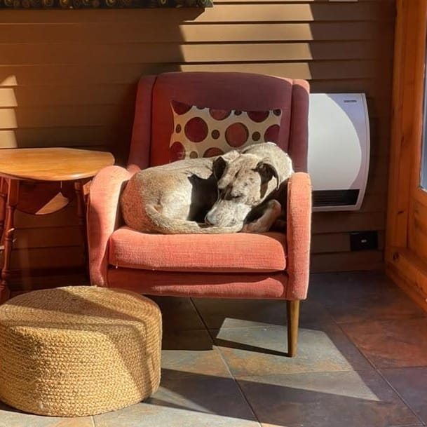 Ash – Great Dane, available for adoption through GWARP