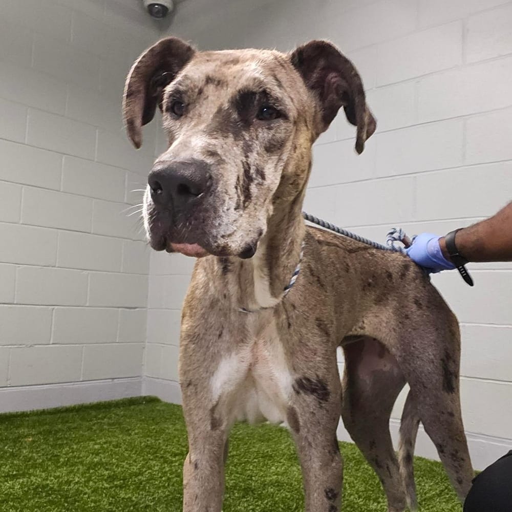 Ash – Great Dane, available for adoption through GWARP