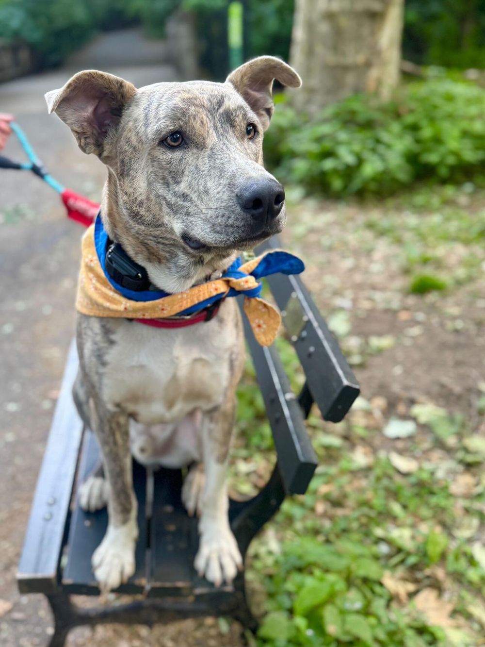Ash – Husky & Mixed Breed Mix, available for adoption through GWARP