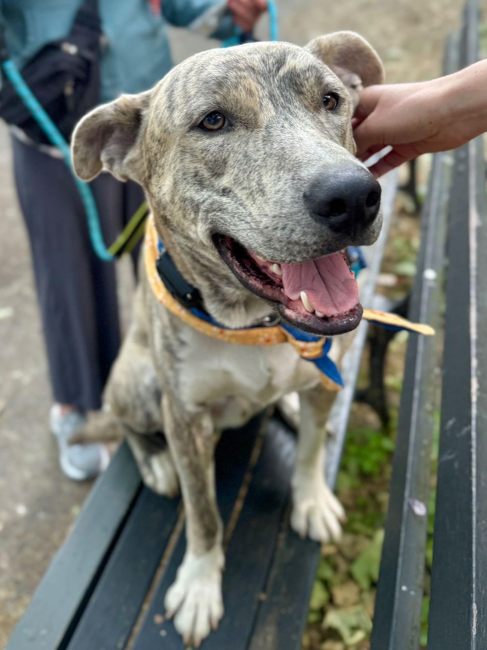 Ash – Husky & Mixed Breed Mix, available for adoption through GWARP