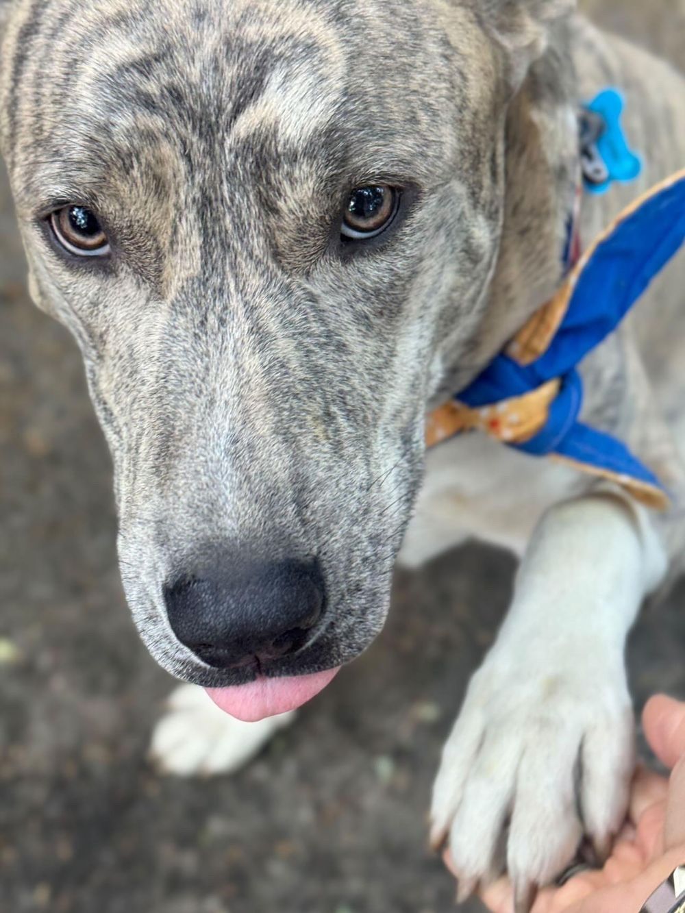 Ash – Husky & Mixed Breed Mix, available for adoption through GWARP