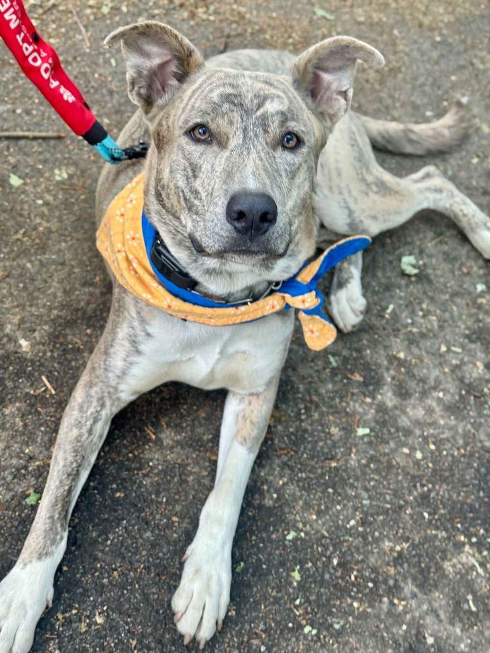 Ash – Husky & Mixed Breed Mix, available for adoption through GWARP