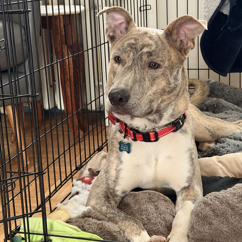 Ash – Husky & Mixed Breed Mix, available for adoption through GWARP