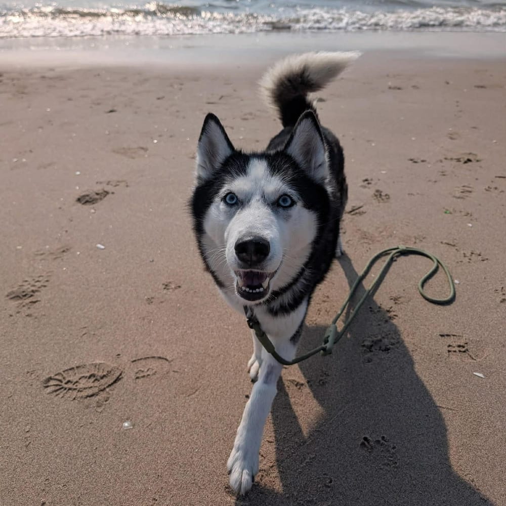 Aurora – Siberian Husky, available for adoption through GWARP