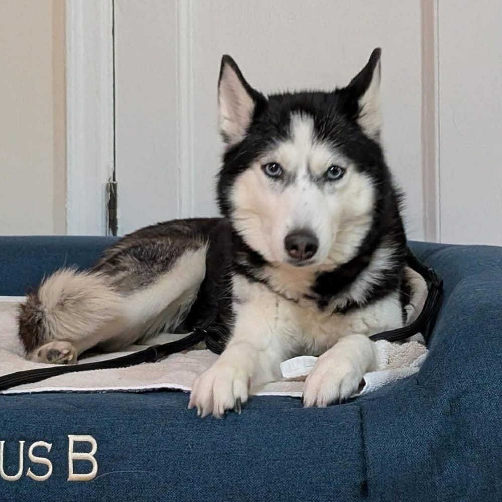 Aurora – Siberian Husky, available for adoption through GWARP