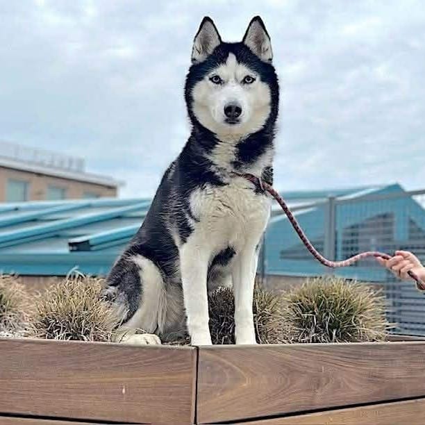 Aurora – Siberian Husky, available for adoption through GWARP