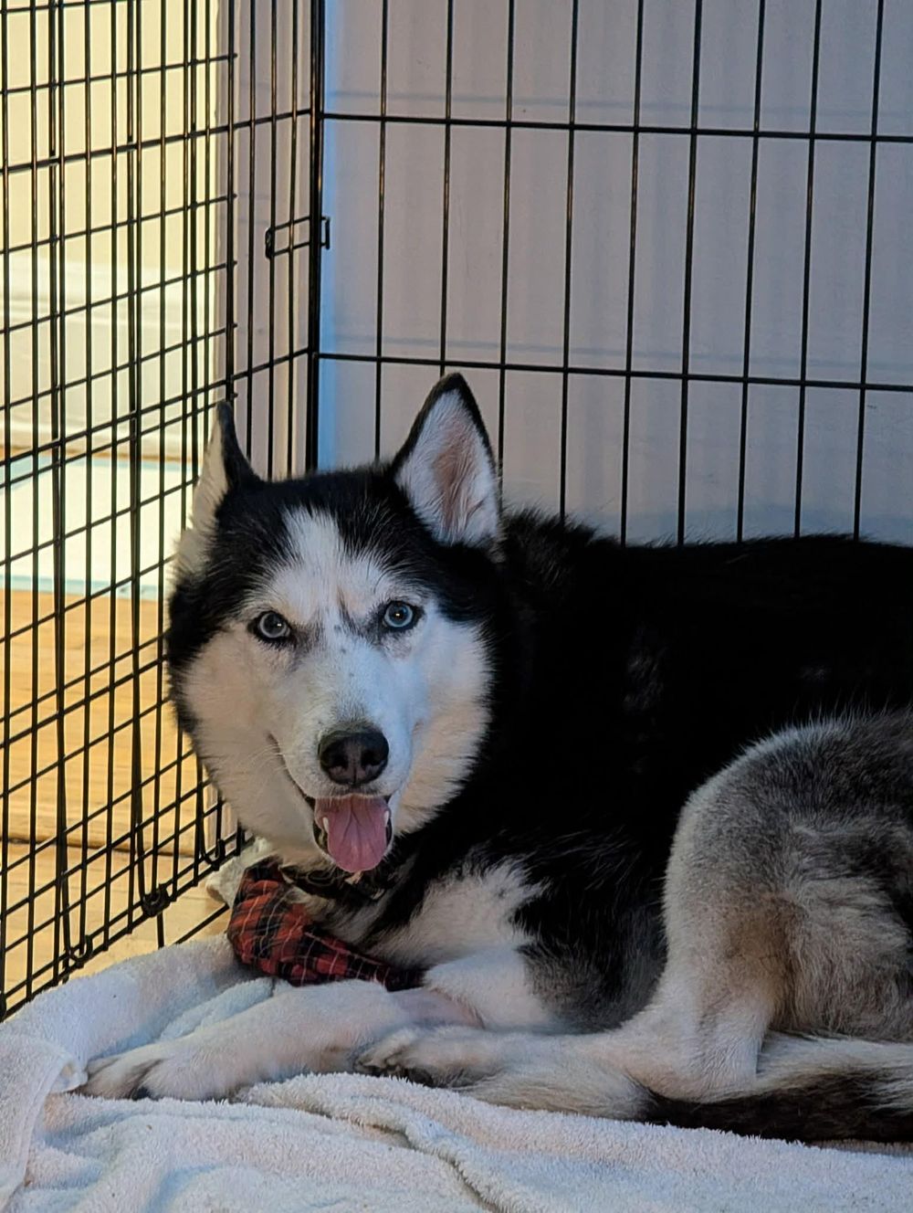 Aurora – Siberian Husky, available for adoption through GWARP