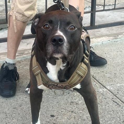 Baby JoJo – Pit Bull Terrier & Black Labrador Retriever Mix, available for adoption through GWARP