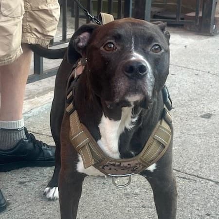 Baby JoJo – Pit Bull Terrier & Black Labrador Retriever Mix, available for adoption through GWARP