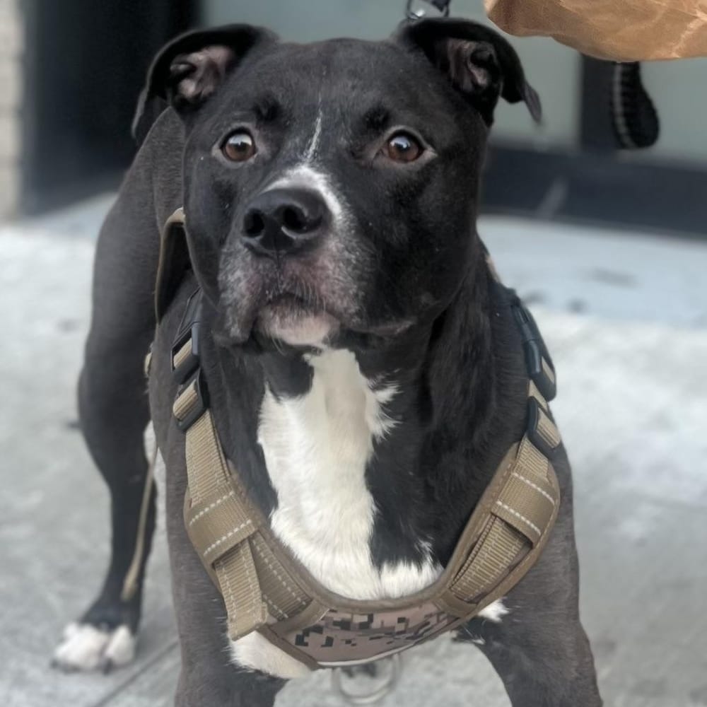 Baby JoJo – Pit Bull Terrier & Black Labrador Retriever Mix, available for adoption through GWARP