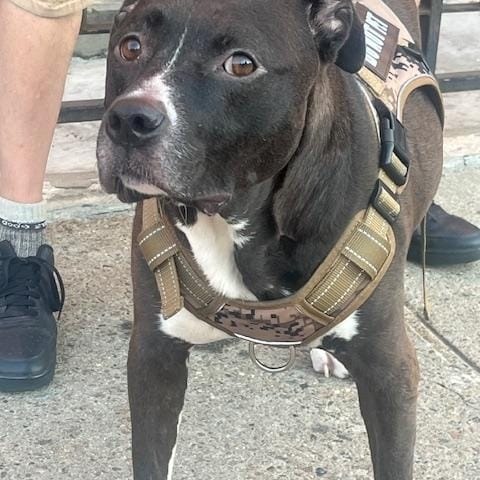 Baby JoJo – Pit Bull Terrier & Black Labrador Retriever Mix, available for adoption through GWARP