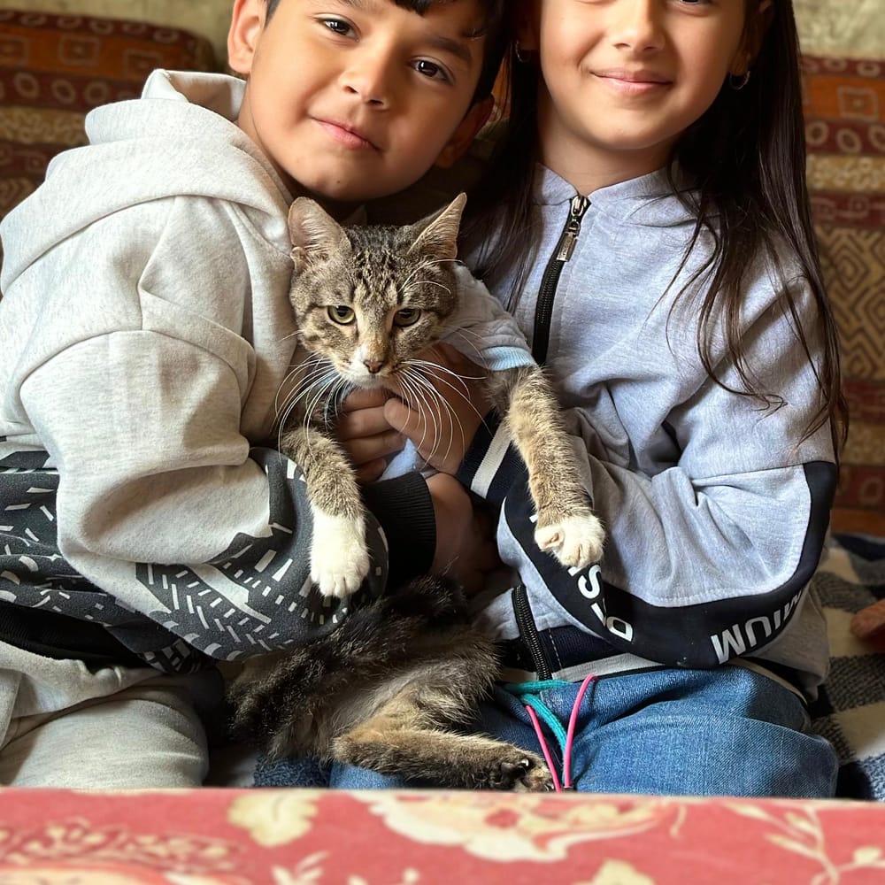 Badam – Domestic Short Hair, available for adoption through GWARP