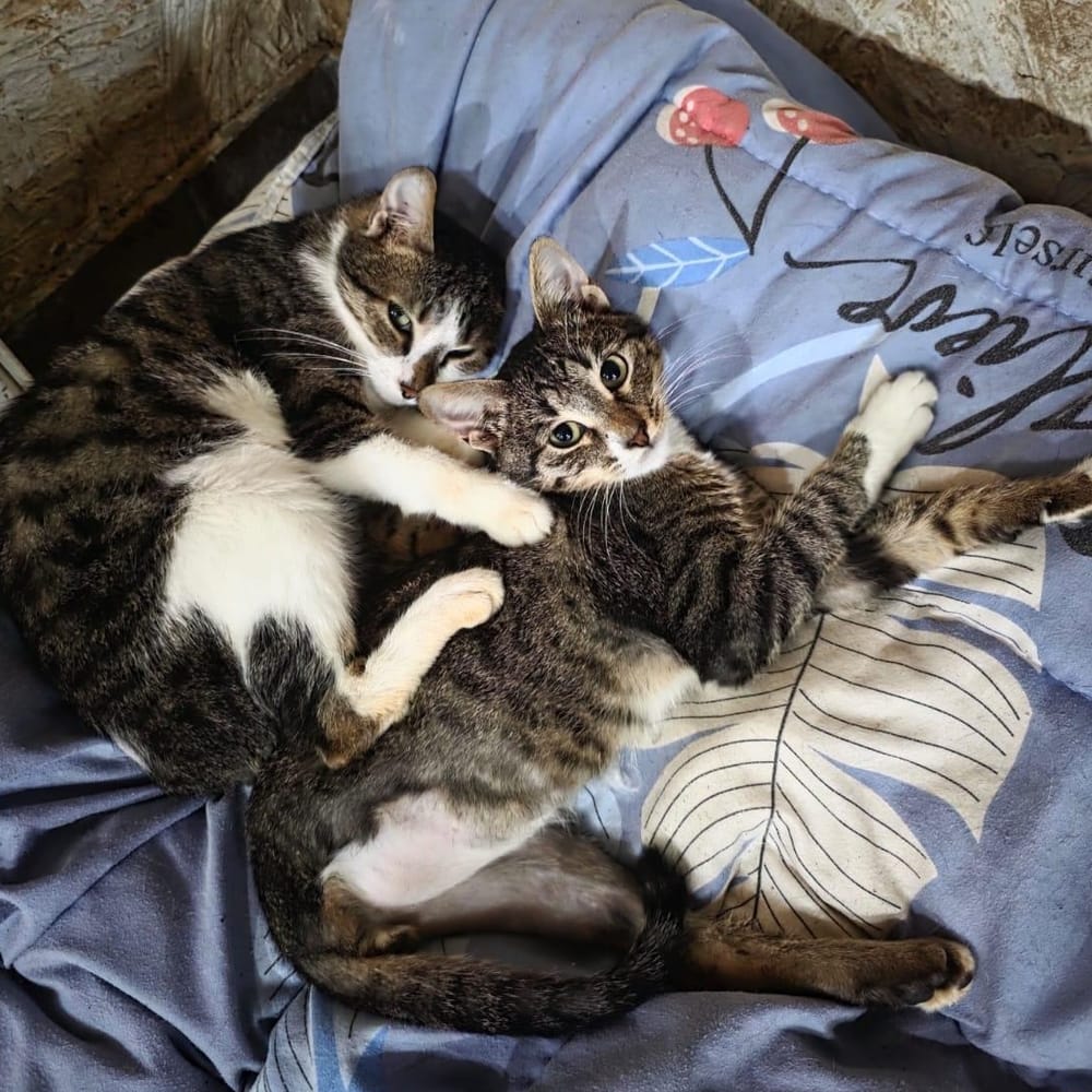 Badam – Domestic Short Hair, available for adoption through GWARP