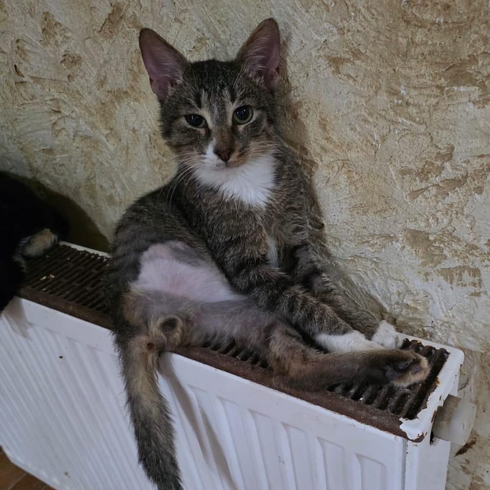 Badam – Domestic Short Hair, available for adoption through GWARP