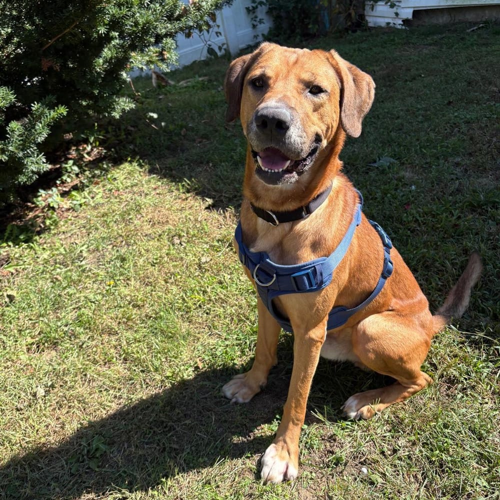 Bailey – Hound & Labrador Retriever Mix, available for adoption through GWARP