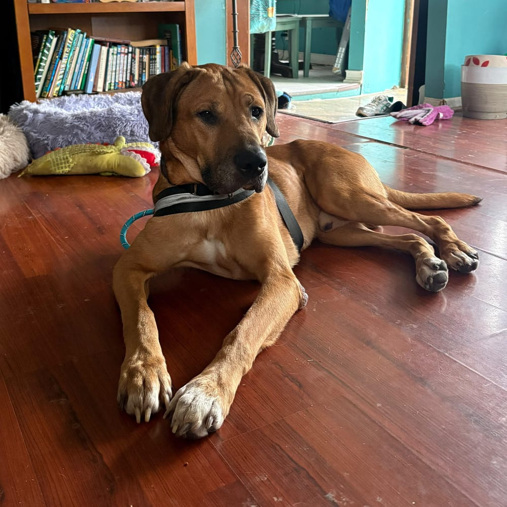 Bailey – Hound & Labrador Retriever Mix, available for adoption through GWARP