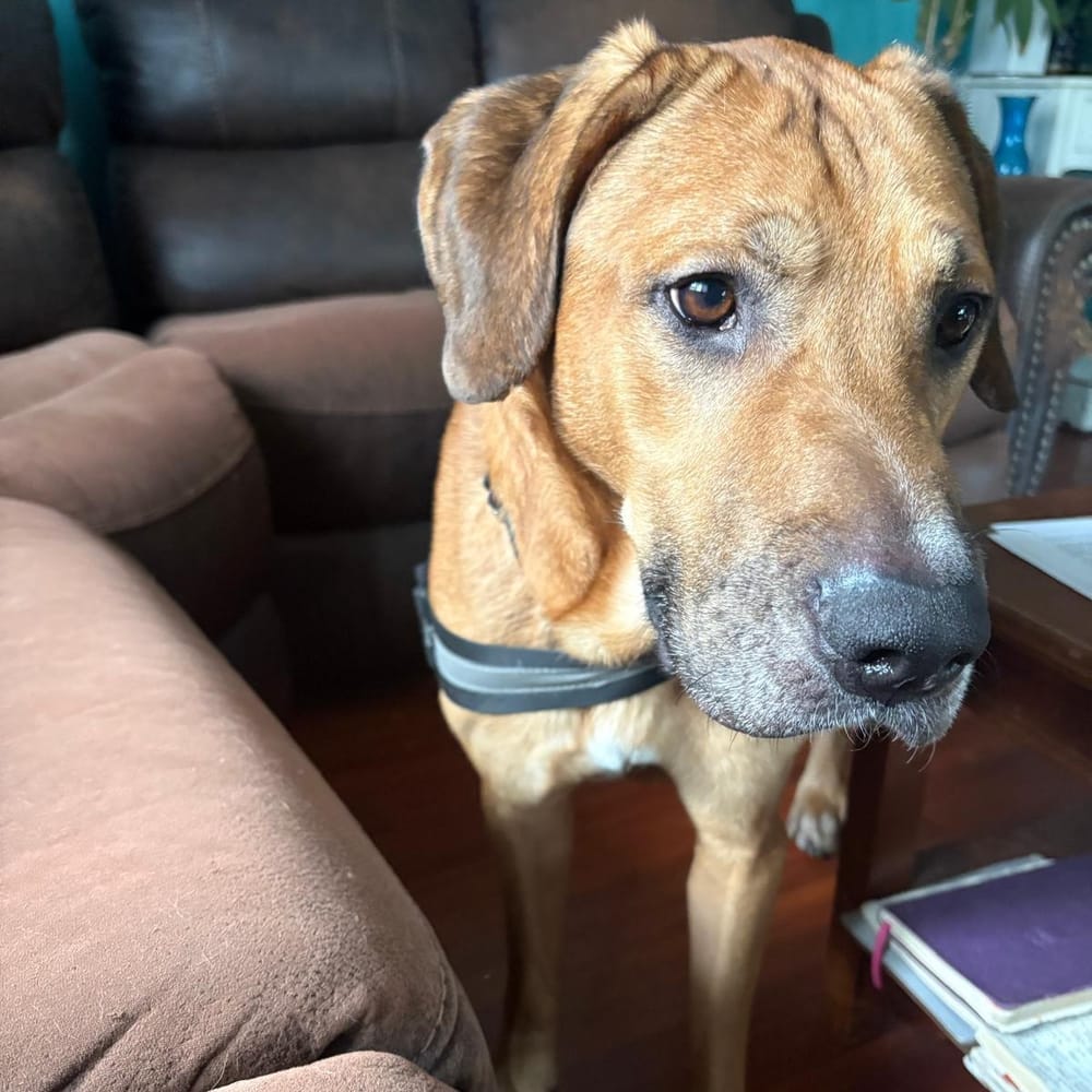 Bailey – Hound & Labrador Retriever Mix, available for adoption through GWARP
