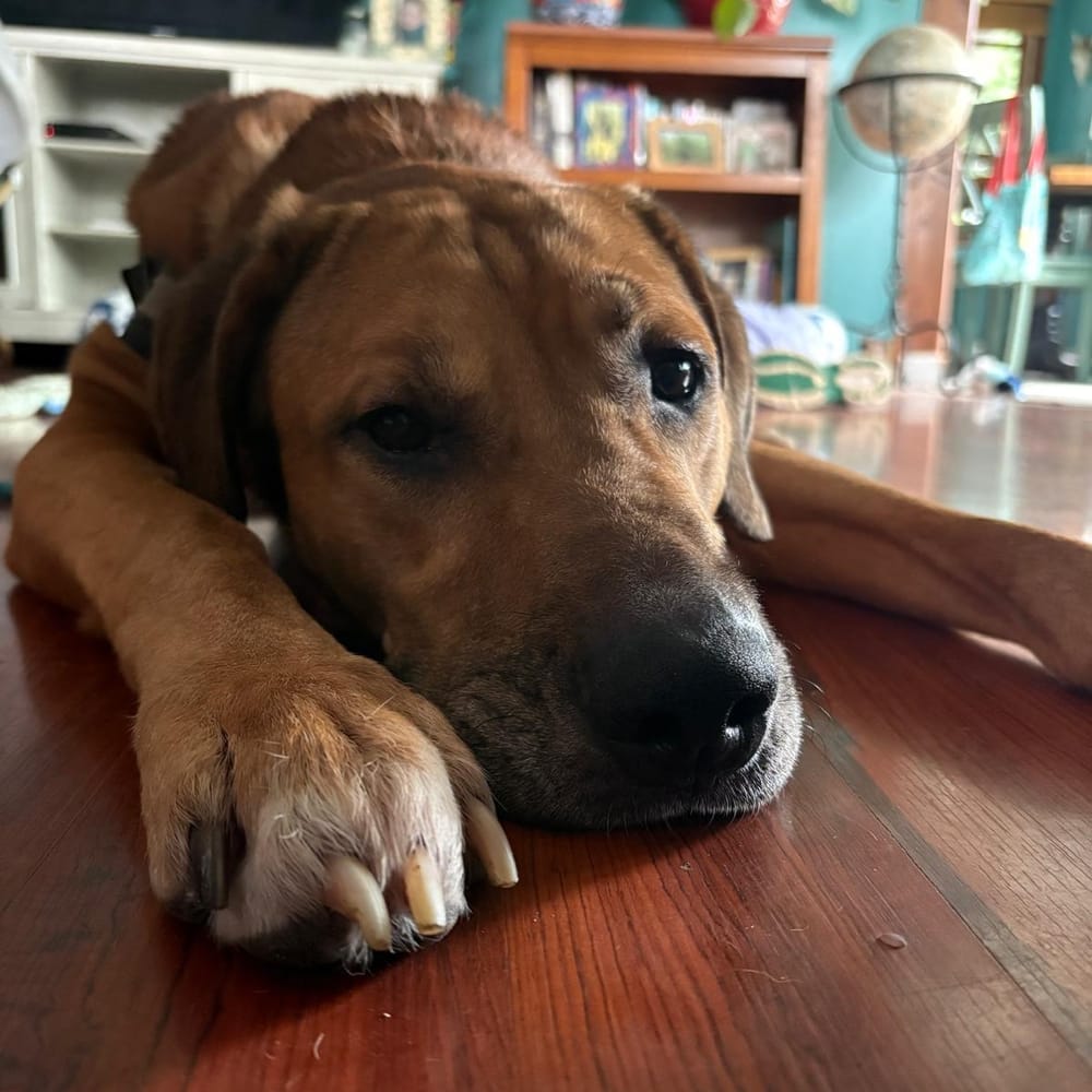 Bailey – Hound & Labrador Retriever Mix, available for adoption through GWARP