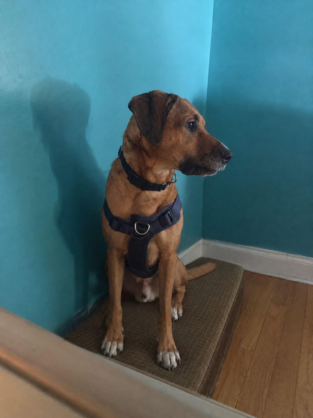 Bailey – Hound & Labrador Retriever Mix, available for adoption through GWARP