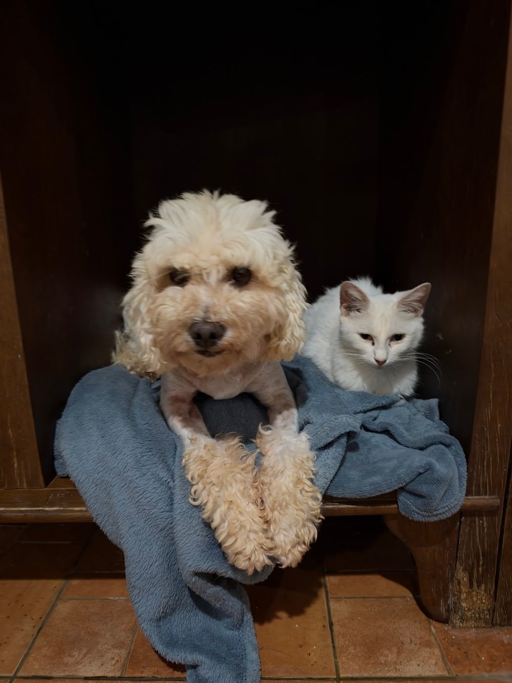 Bali – Poodle, available for adoption through GWARP