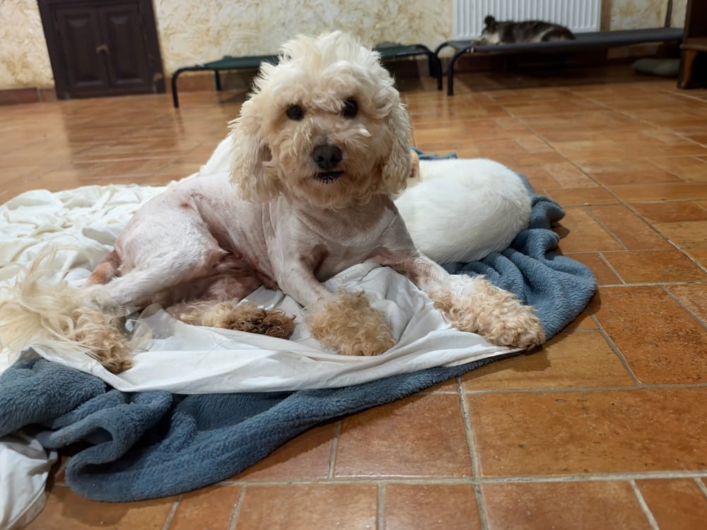 Bali – Poodle, available for adoption through GWARP