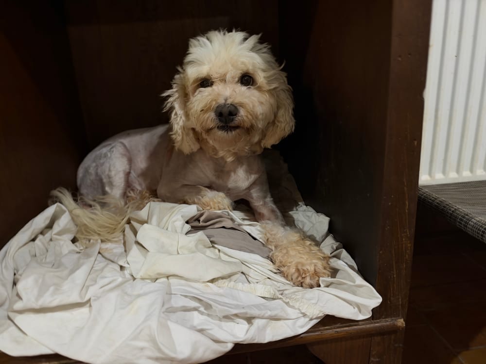 Bali – Poodle, available for adoption through GWARP