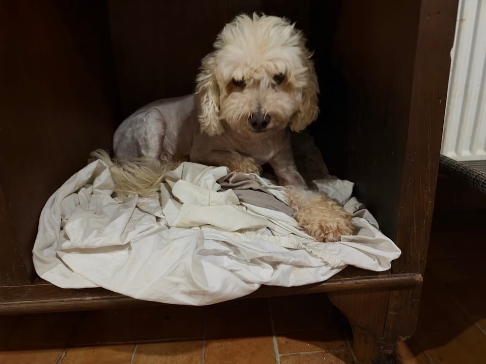 Bali – Poodle, available for adoption through GWARP
