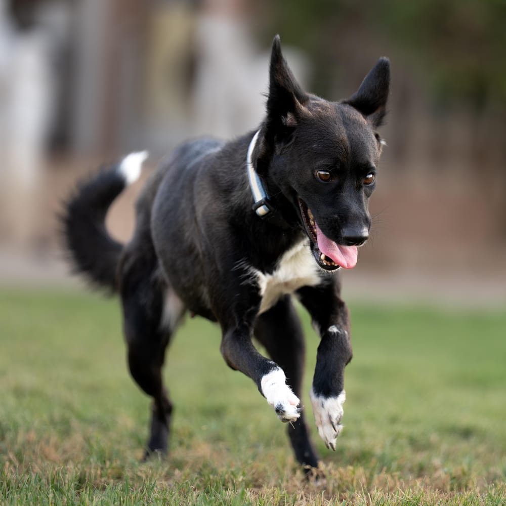 Bambi – Shepherd, available for adoption through GWARP