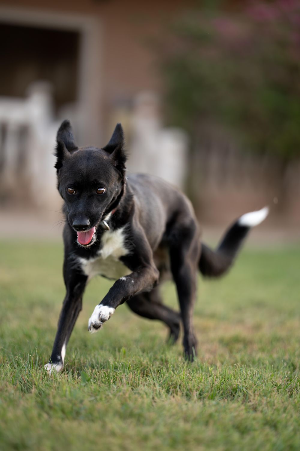 Bambi – Shepherd, available for adoption through GWARP