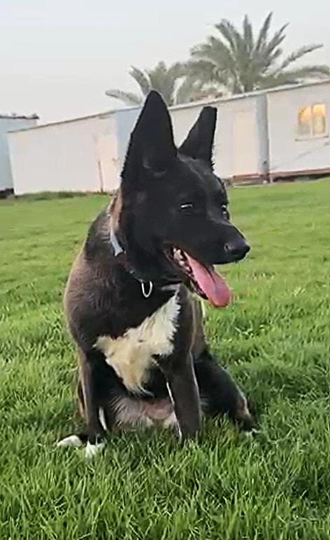 Bambi – Shepherd, available for adoption through GWARP