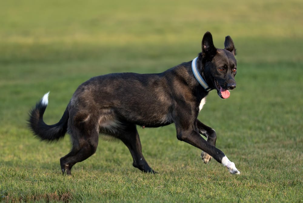 Bambi – Shepherd, available for adoption through GWARP