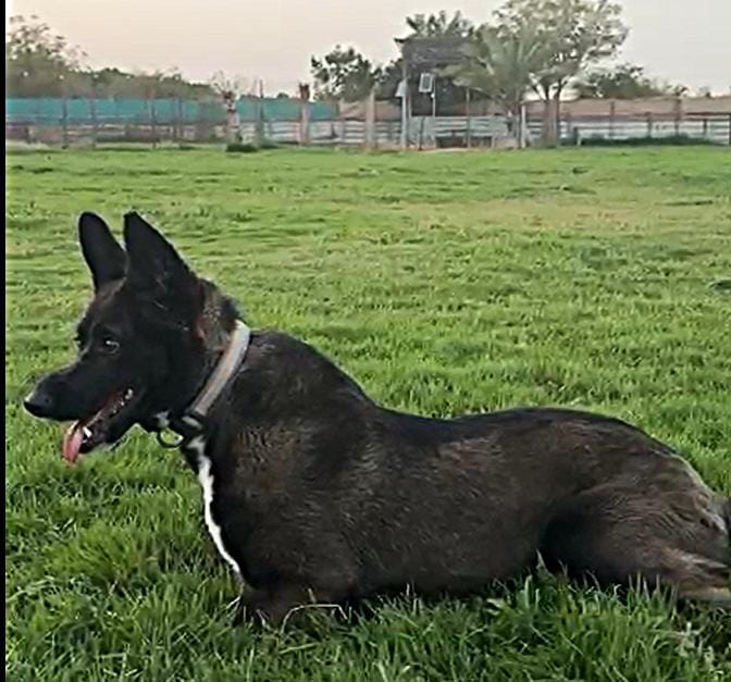 Bambi – Shepherd, available for adoption through GWARP