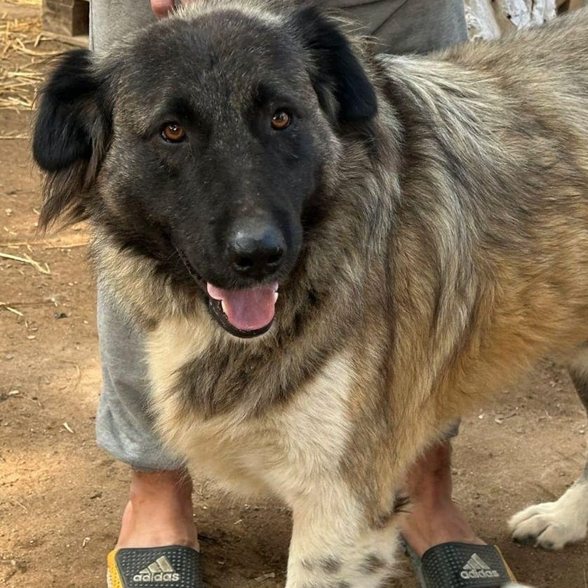 Barin – Anatolian Shepherd & Caucasian Sheepdog / Caucasian Ovtcharka Mix, available for adoption through GWARP