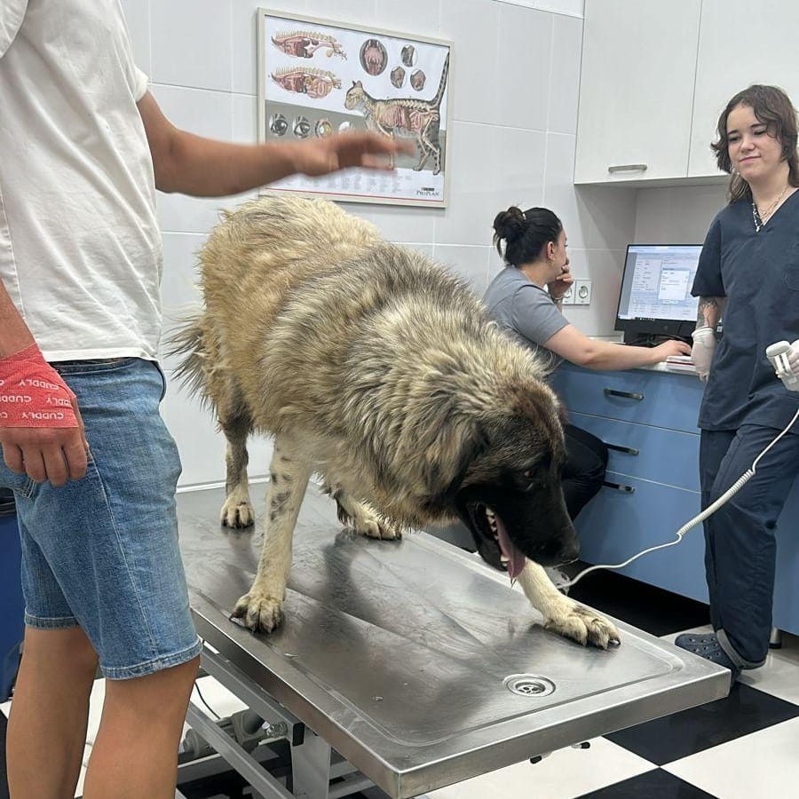 Barin – Anatolian Shepherd & Caucasian Sheepdog / Caucasian Ovtcharka Mix, available for adoption through GWARP