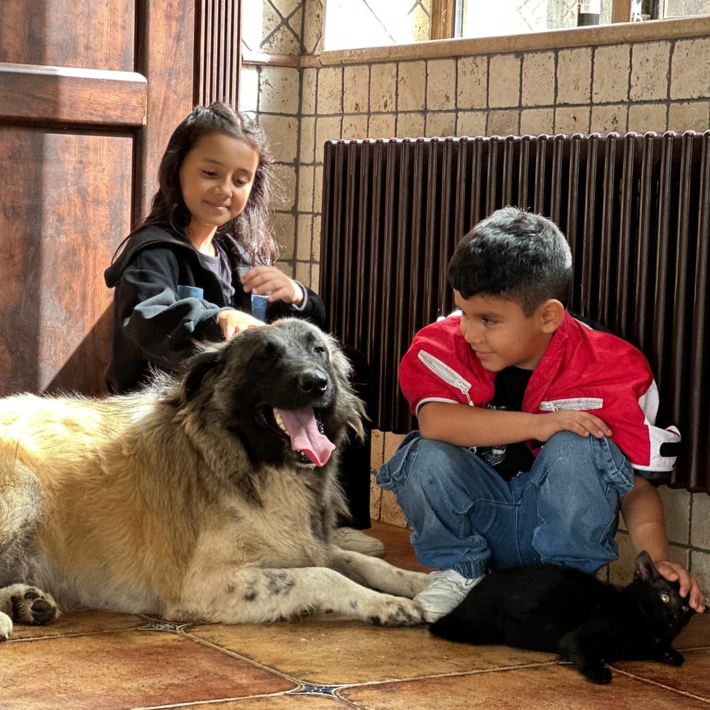 Barin – Anatolian Shepherd & Caucasian Sheepdog / Caucasian Ovtcharka Mix, available for adoption through GWARP