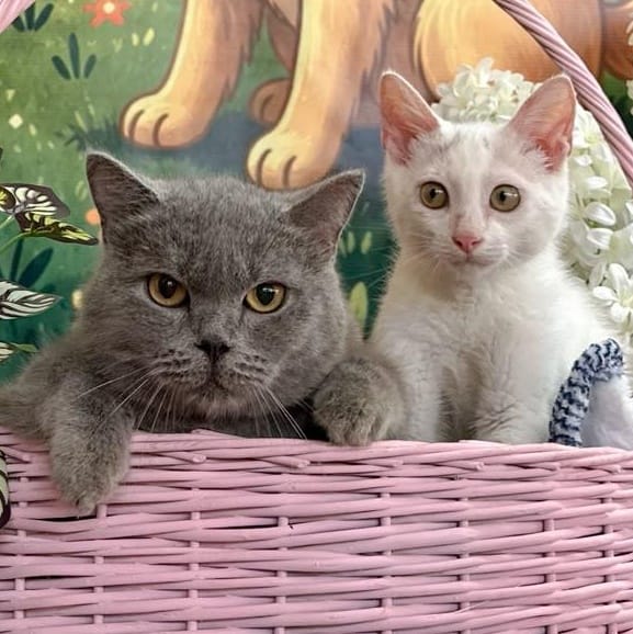 Bariz and Snow – British Shorthair, available for adoption through GWARP