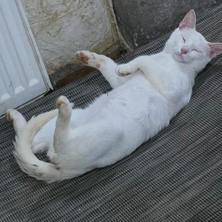 Bariz and Snow – British Shorthair, available for adoption through GWARP