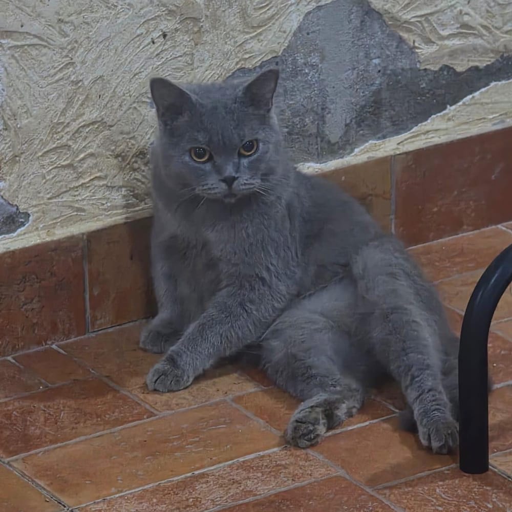 Bariz and Snow – British Shorthair, available for adoption through GWARP